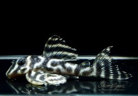 ����ʪ�����ϥ��쥯�ȡ����åȥ�����������rio Ventuari�ɡ�No.03