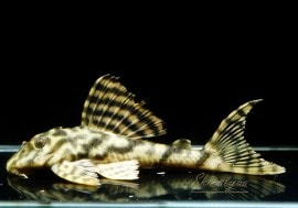 ʪϥ쥯ȡ󥰥ܥǥޥ饿˥åѡ