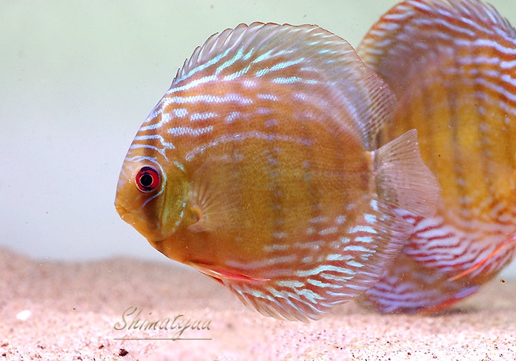 ブルーディスカス　bururi産 熱帯魚】 一点物 ブルーディスカス WILD “Lago Beruri” No.03