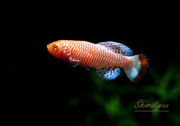 熱帯魚 ノソブランキウス ラコビー アルビノ 1pr 熱帯魚 メダカ類 卵性メダカ Aqua F東京店通販ショップ 熱帯魚 ノソブランキウス ラコビー アルビノ 1pr 熱帯魚 メダカ類 卵性メダカ Aqua F東京店通販ショップ