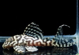 ����ʪ��L236���ᥬ���饦�󥼥֥顡�礭�ܥ�������No.01