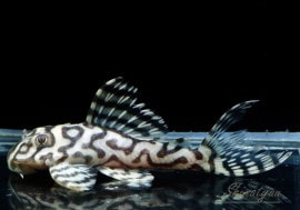 ����ʪ��L236���ᥬ���饦�󥼥֥顡�礭�ܥ�������No.02