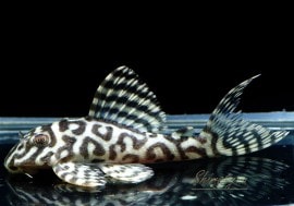 ����ʪ��L236���ᥬ���饦�󥼥֥顡�礭�ܥ�������No.03