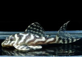 ����ʪ��L236���ᥬ���饦�󥼥֥顡�礭�ܥ�������No.05