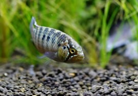 ʥ顦ɥȥ˥١ɡWILD1У