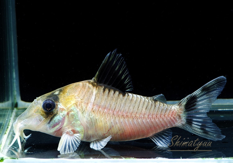 Co コンディスキプルス WILD 3匹 | コリドラス,セミロングノーズ