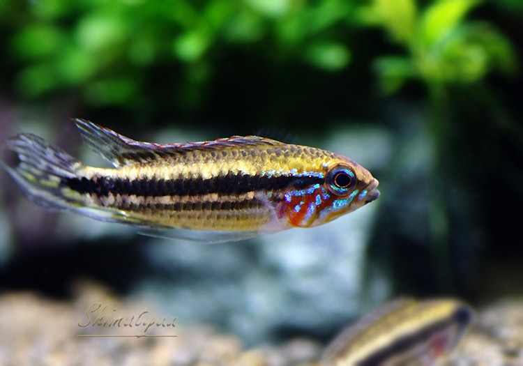 Ap メンデジィ “サンタイザベル” 赤強め WILD 1Pr