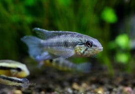 Ap����ͥ�������cáño Vitina 