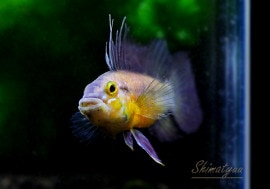 Ap�������ե���ѡ��ףɣ̣ġ��ȥڥ롼�ɡ������У�