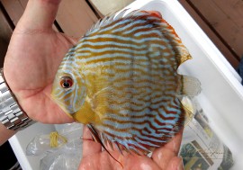 ��Ǯ�ӵ��ۡ�����ʪ���������֥롼�ǥ���������WILD����Lago Surara�ɡ�No.01