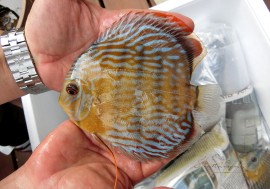 ��Ǯ�ӵ��ۡ�����ʪ���������֥롼�ǥ���������WILD����Lago Surara�ɡ�No.02