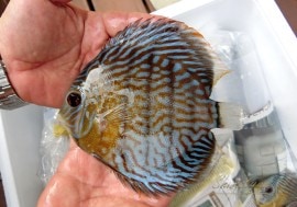 ��Ǯ�ӵ��ۡ�����ʪ���������֥롼�ǥ���������WILD����Lago Surara�ɡ�No.03