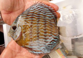 ��Ǯ�ӵ��ۡ�����ʪ���������֥롼�ǥ���������WILD����Lago Surara�ɡ�No.04