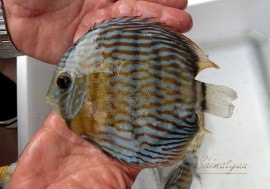 ��Ǯ�ӵ��ۡ�����ʪ���������֥롼�ǥ���������WILD����Lago Surara�ɡ�No.06