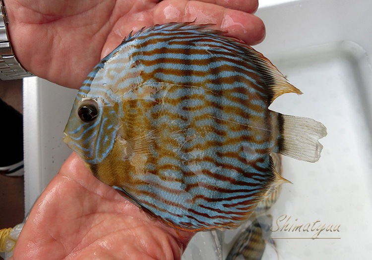 熱帯魚】 一点物 ロイヤルブルーディスカス WILD “Lago Surara” No.06