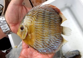 ��Ǯ�ӵ��ۡ�����ʪ���������֥롼�ǥ���������WILD����Lago Surara�ɡ�No.07