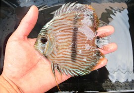 ��Ǯ�ӵ��ۡ�����ʪ���إå���ǥ����������ȥͥ����ɡ�WILD��No.02