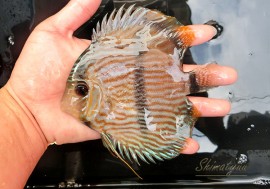 ��Ǯ�ӵ��ۡ�����ʪ���إå���ǥ����������ȥͥ����ɡ�WILD��No.03