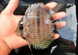 ��Ǯ�ӵ��ۡ�����ʪ���إå���ǥ����������ȥͥ����ɡ�WILD��No.05