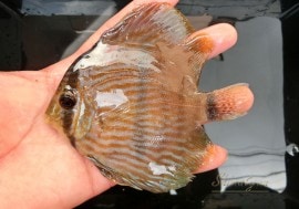 ��Ǯ�ӵ��ۡ�����ʪ���إå���ǥ����������ȥͥ����ɡ�WILD��No.06