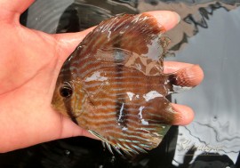 ��Ǯ�ӵ��ۡ�����ʪ���إå���ǥ����������ȥͥ����ɡ�WILD��No.07