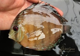 ǮӵۡWILD åɥåɥǥRio Jari ɡNo.01