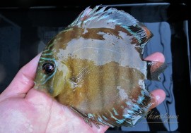 ǮӵۡWILD åɥåɥǥRio Jari ɡNo.02