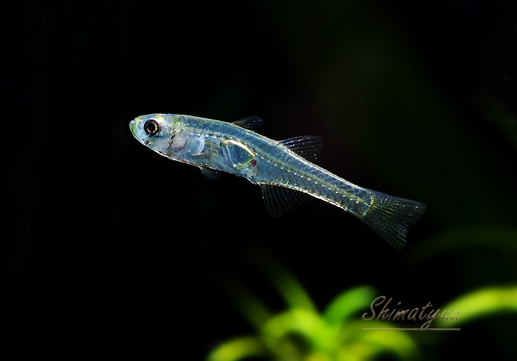 熱帯魚 最新図鑑熱帯魚アトラス | 山崎 浩二, 阿部 正之 |本 | 通販