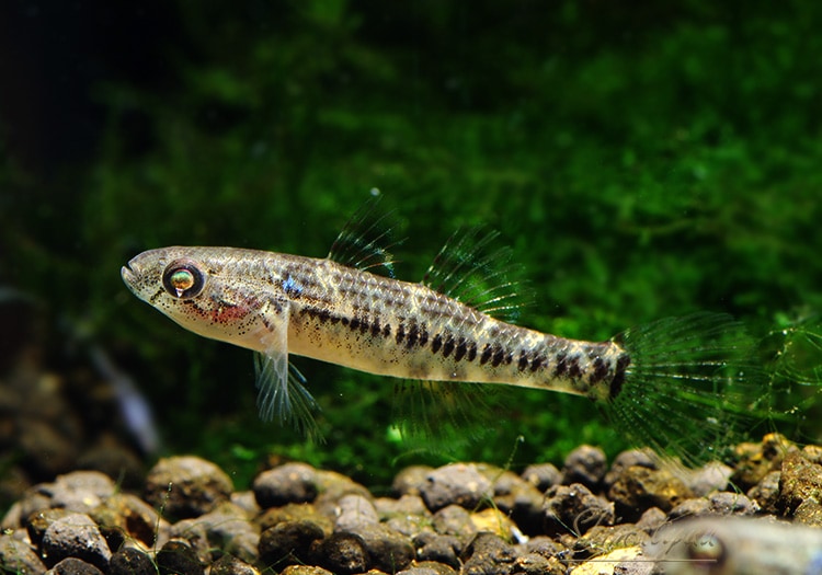 熱帯魚】 アフリカンフェザント・ゴビー 3匹 | 熱帯魚,その他の熱帯魚 