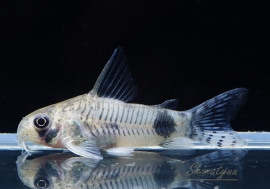 C�����ƥ�����WILD��3ɤ