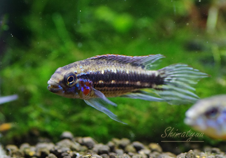 アピストグラマ・メンデジィ（サンタイザベル wild） ペア Ap