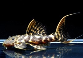 ʪѡåɥ˥åȥࡡNo.02