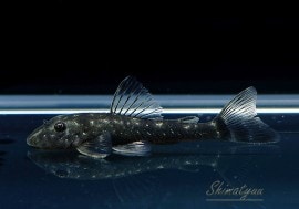 Ǯӵۡѥ饪ȥ󡡥ԥޡ1ɤ