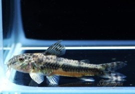 ԥɥ饹 sp.ߥ󥬡1ɤ