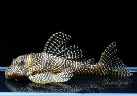 �������󥢥�٥�����1ɤ