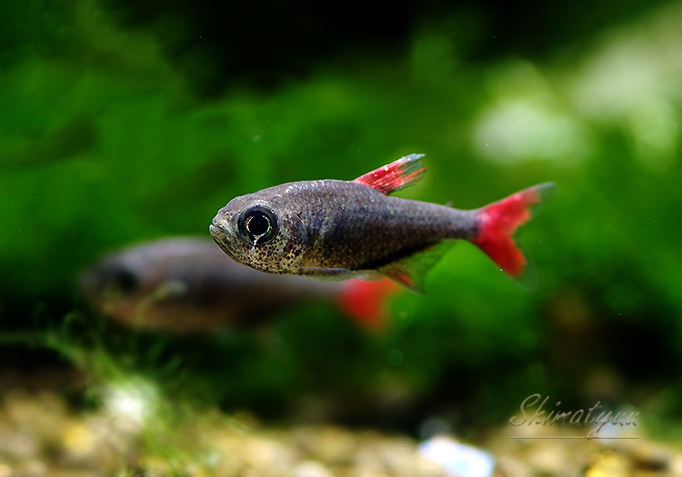 熱帯魚】 ハイフェソブリコン エイリョス WILD 1匹 | 熱帯魚,カラシン