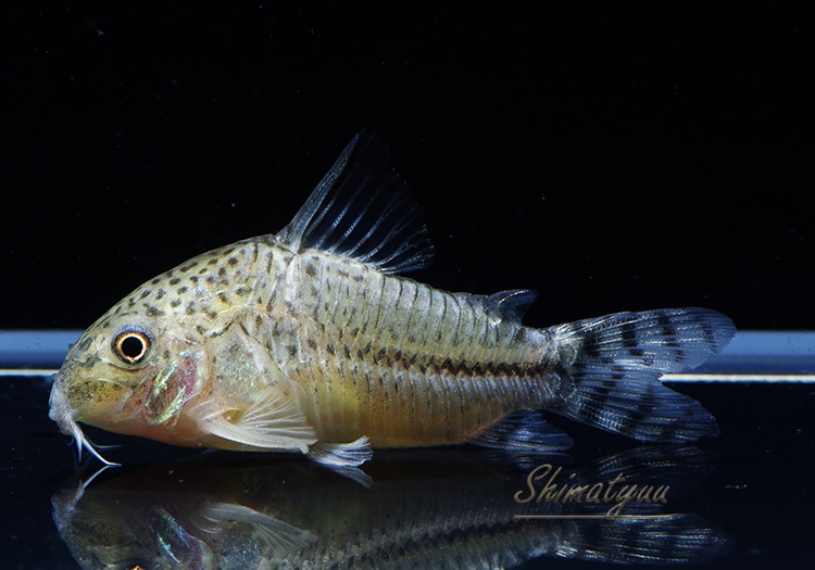 コリドラス Co ロンドニアⅧ WILD 1匹 | コリドラス,ショートノーズ | AQUA