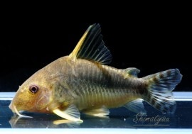 C����å�����WILD��3ɤ��