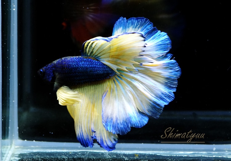 熱帯魚】 一点物 Show Quality Betta ハーフムーンデルタ 1匹 No.05 