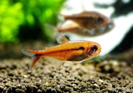 ��Ǯ�ӵ��ۡ���������åȥࡼ�󥳥����ƥȥ顡WILD���ȥޥåȥ����å������奤�ʻ��ɡ�1ɤ