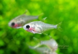 ��Ǯ�ӵ��ۡ��������ȥ���ƥȥ顡WILD��1ɤ