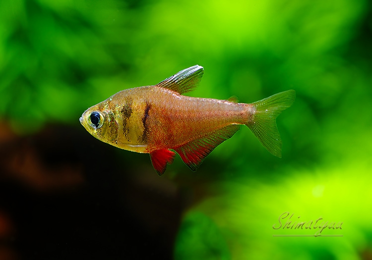 熱帯魚】 フレームテトラ WILD 1匹 | 熱帯魚,カラシンWild | AQUA-F