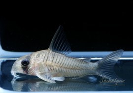 C�����ɥ˥������ꥻ������WILD��1ɤ