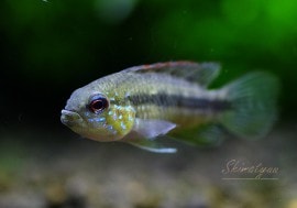 Ap�������饤�ޥ����ȣףɣ̣ġɡ�1Pr