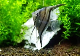 Ǯӵۡ쥨󥼥롡ȥȥ󥹡ɡWILD1ɤ