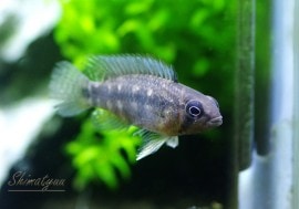 Ap���ƥ��������ףɣ̣ġ����У�