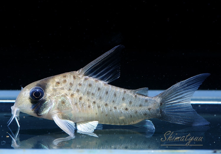 コリドラス オルナータス3匹15000円