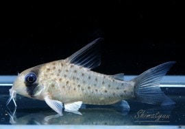 C����ȥ��ڥ륽�ʡ�������1ɤ