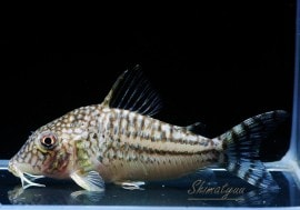 C��ԥ�إ�������WILD��1ɤ