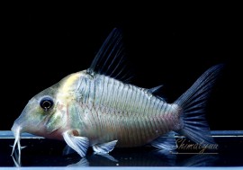 C����ߥ��󥰥Ρ����쥻�å�����WILD��1ɤ